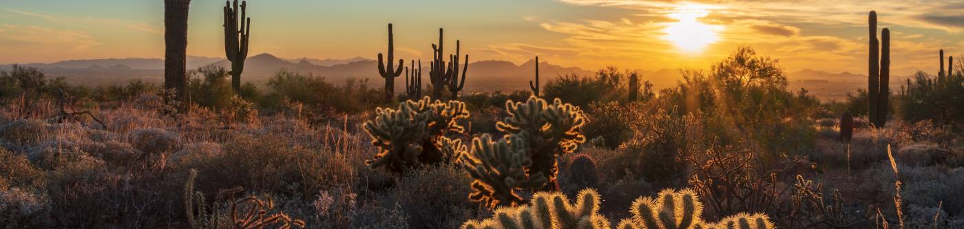 Desert Scape - Luxury Estate Rentals in Scottsdale, AZ